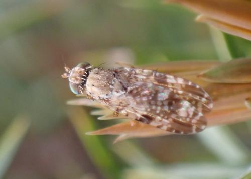 Tephritis vespertina